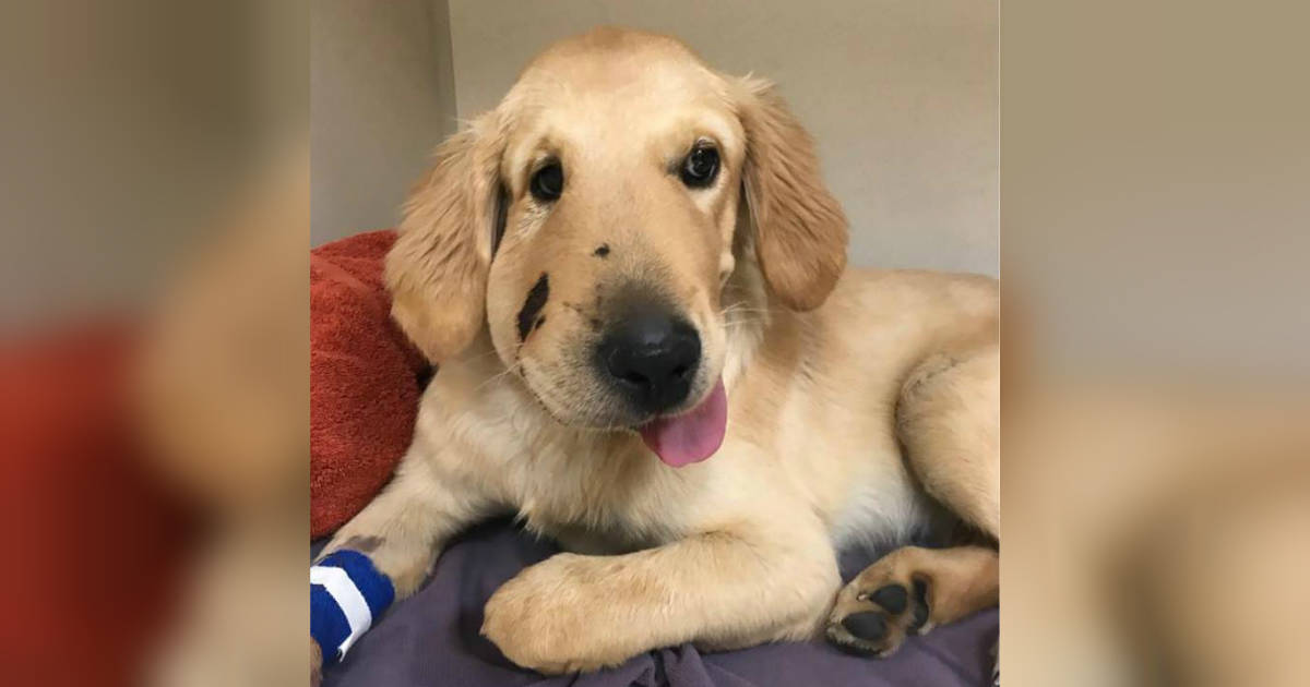 Golden Retriever 'Brutally Attacked' at Doggy Daycare Breaks Hearts