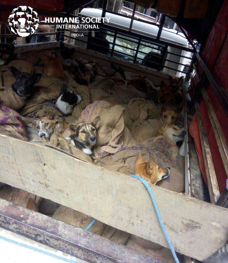 dog meat trade rescue india