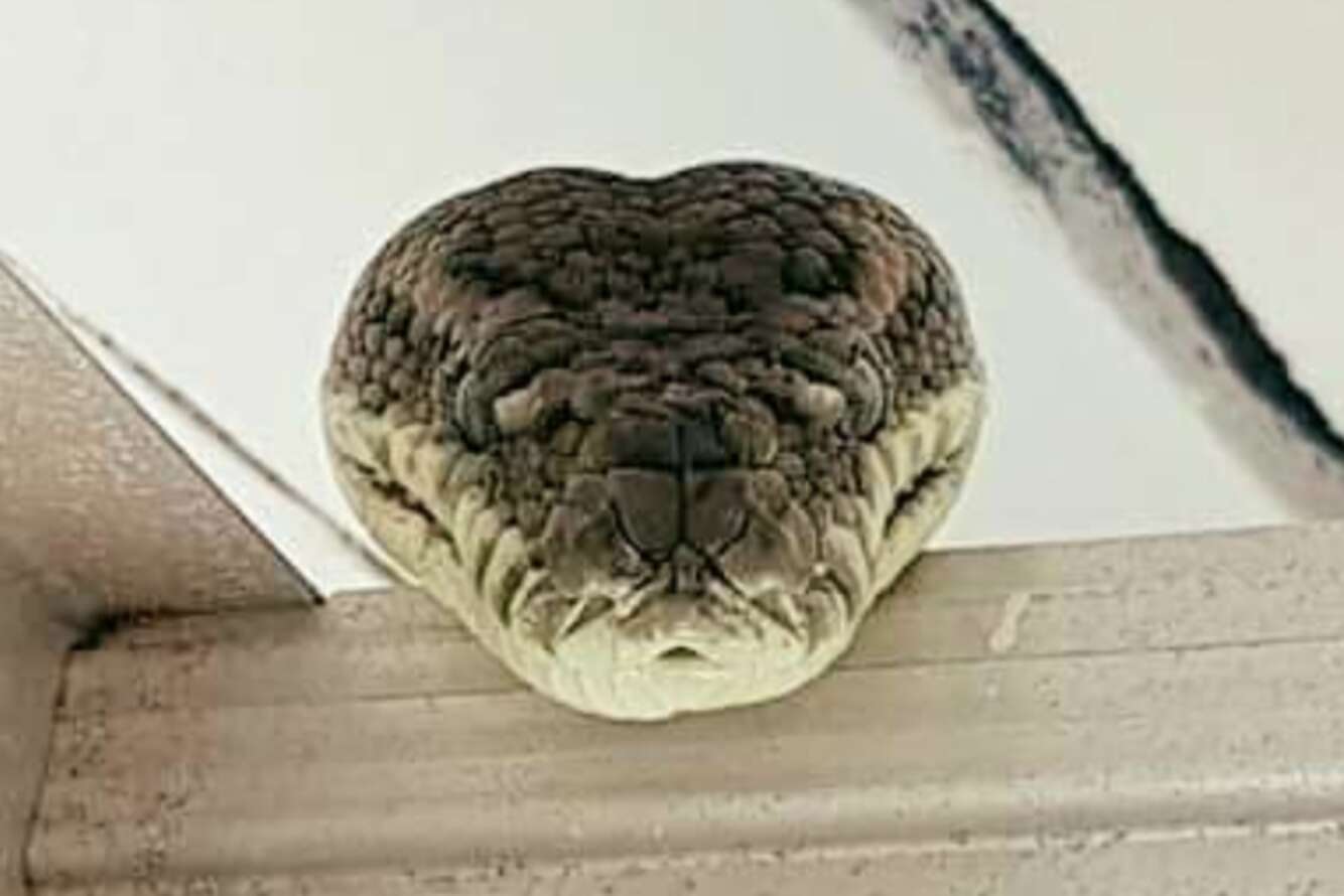 Australian Man Finds 6-Foot Python Inside His Garage - The Dodo