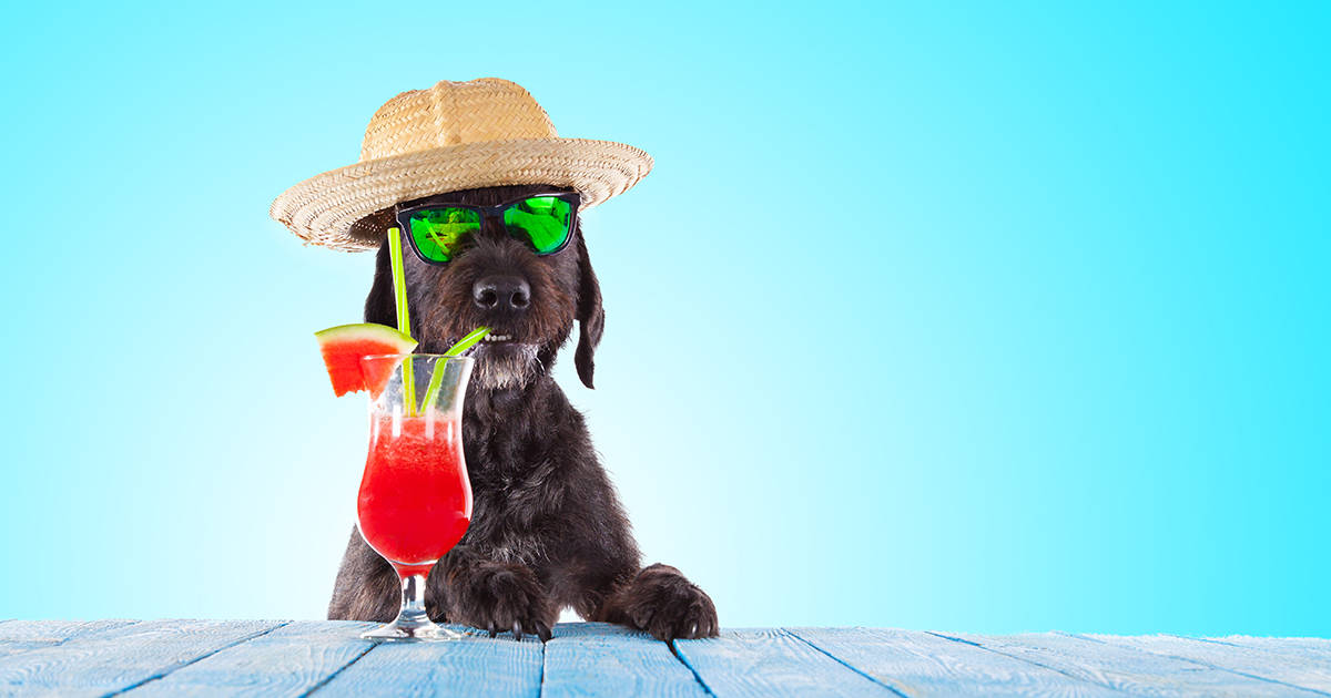 People Are Naming Their Dogs After Alcohol Thrillist