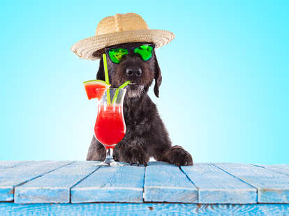 People Are Naming Their Dogs After Alcohol - Thrillist