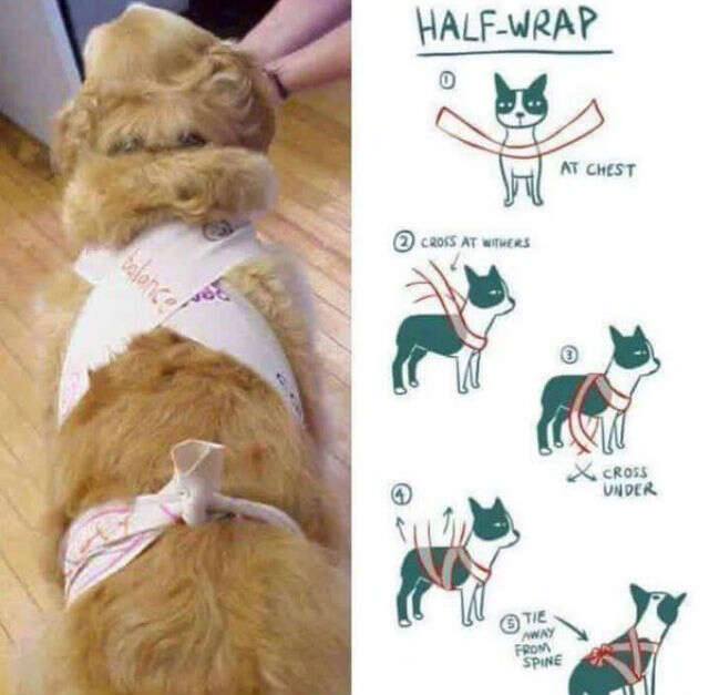 Diy best sale dog bandage