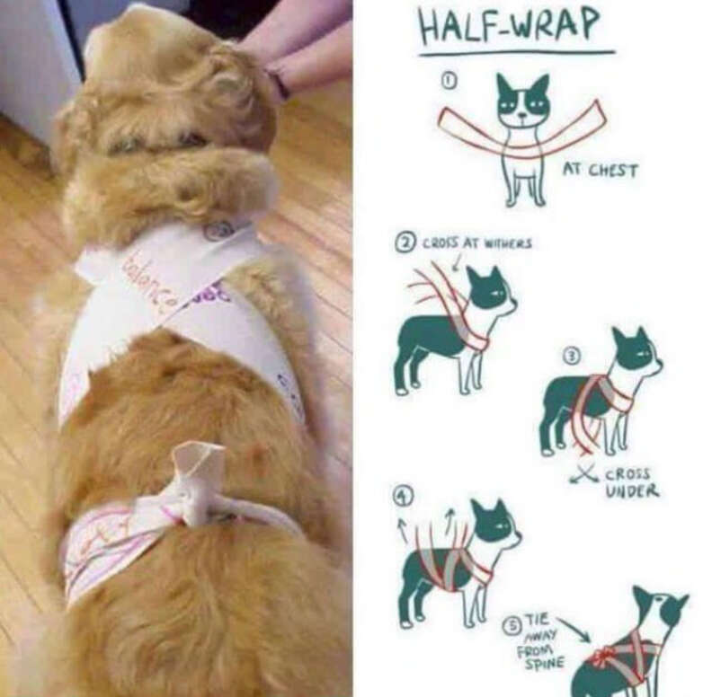 how do you wrap a dog with anxiety