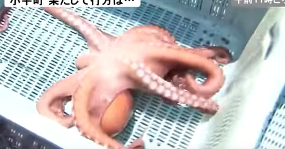 Psychic octopus who predicted World Cup results met grisly end