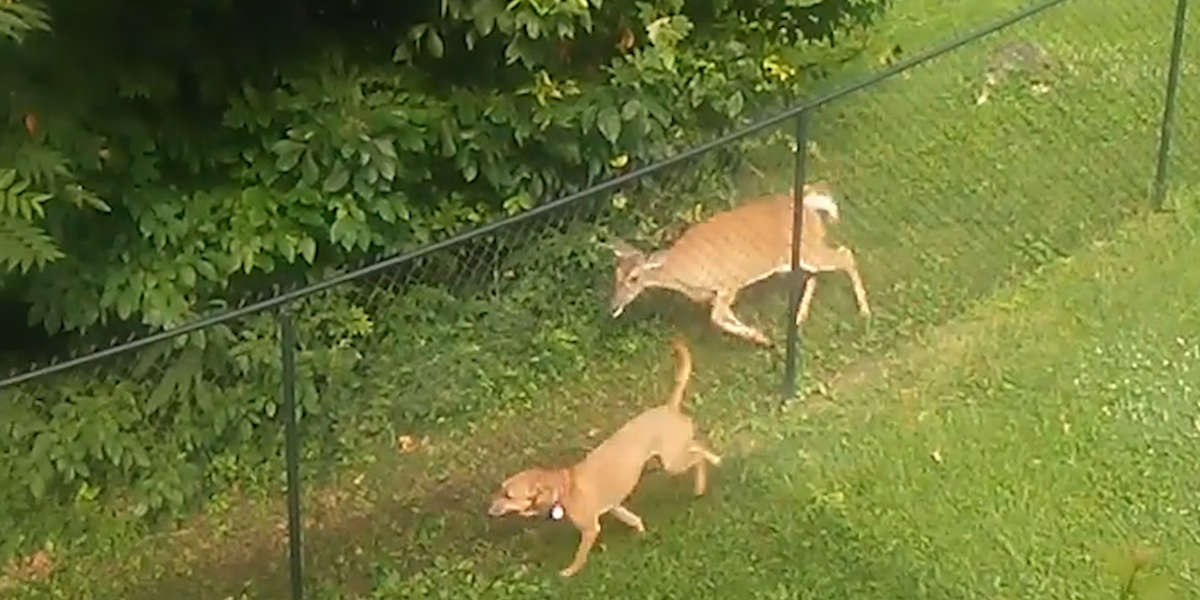 Deer Can't Stop Chasing This Dog She Just Met - Videos - The Dodo