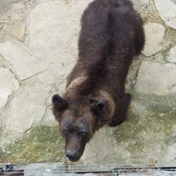 Bear rescued from hunting station arrives at sanctuary