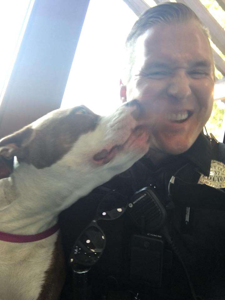 Lost Pit Bull Hops Into Cop's Car And Asks For His Help - The Dodo