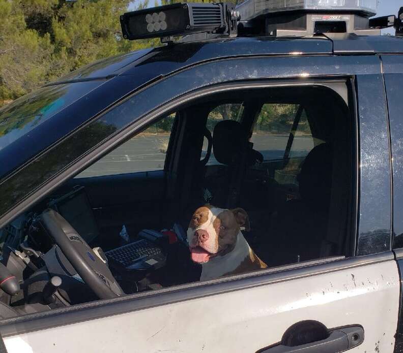 Lost Pit Bull Hops Into Cop's Car And Asks For His Help - The Dodo