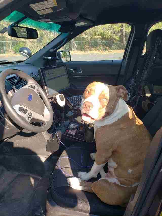 Lost Pit Bull Hops Into Cop's Car And Asks For His Help - The Dodo