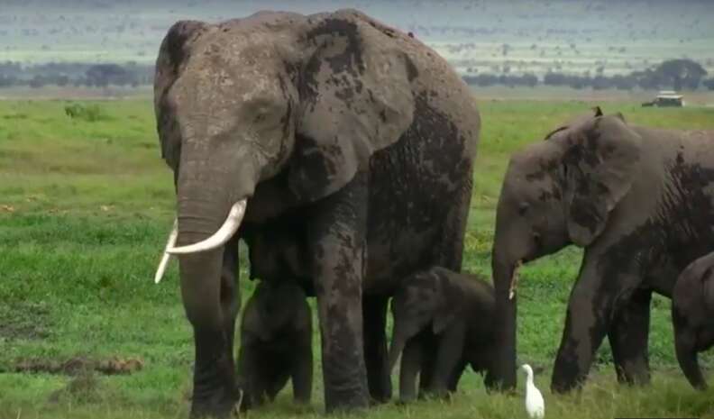 rare elephant twins birth