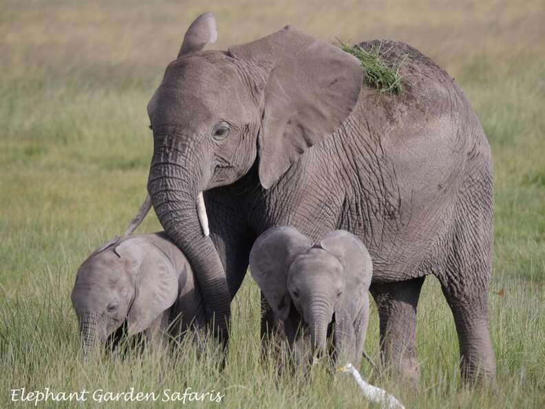 Rare Twin Elephant Calves Delight Conservationists In Kenya - The Dodo