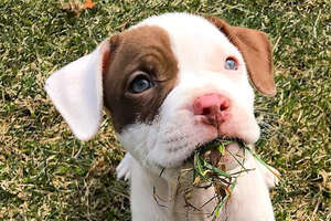 Family Honors Their Beloved Pit Bull In The Best Way Possible 