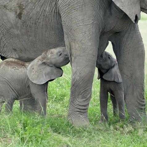 elephant twins kenya