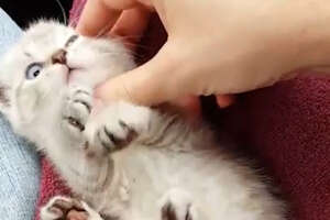 Tiny Paralyzed Kitten Is Incredibly Resilient 