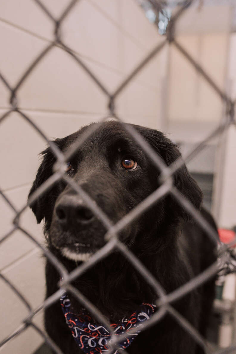 Donnie in the animal shelter