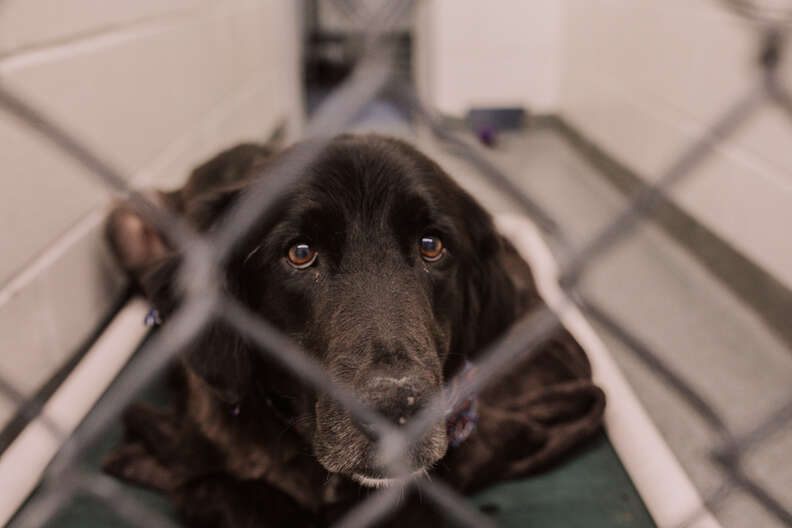 Marie the shepherd mix at an animal shelter