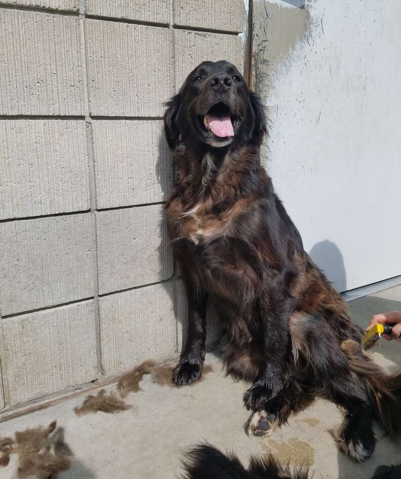 Marie the senior dog gets groomed