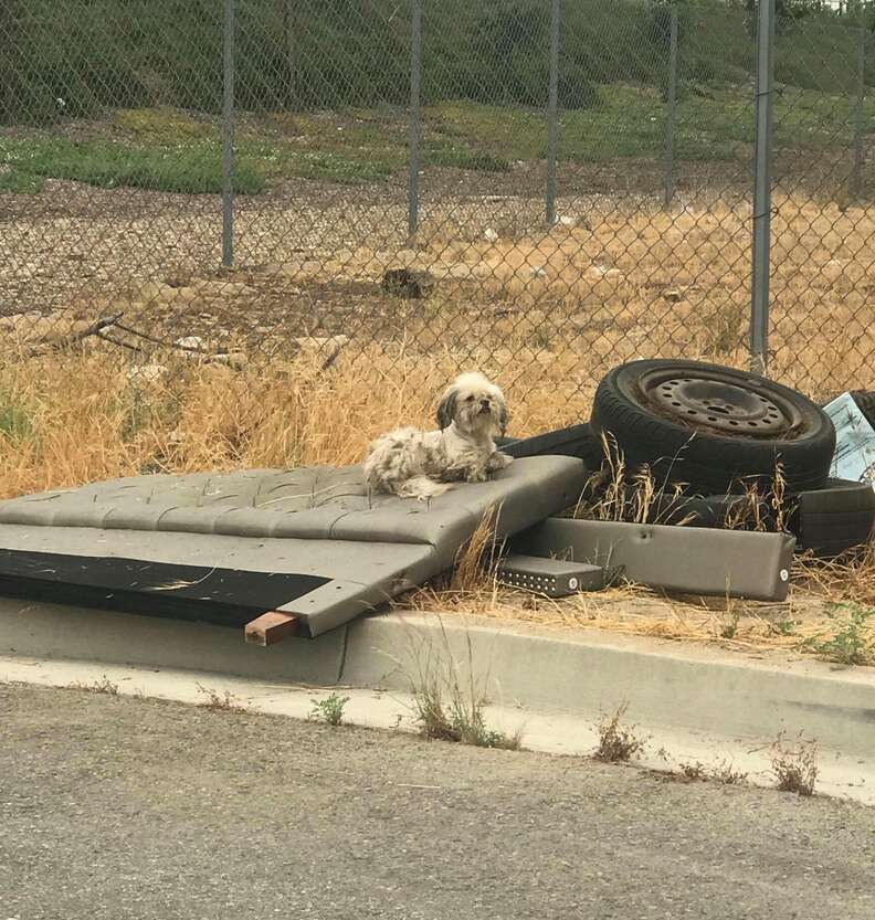 Abandoned dog sits on tire