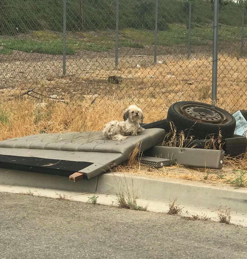 Such little puppies abandoned in a ditch by the road