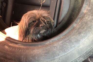 Dog sits inside tire in backseat of car