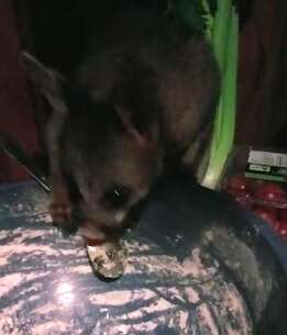 Wild possum stealing from pasta bowl