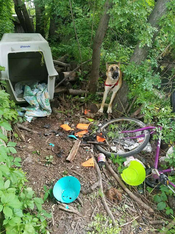 German shepherd abandoned in woods