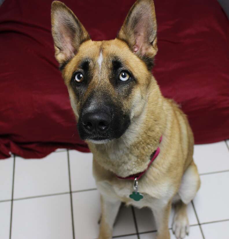 Genesis the dog at the New Jersey animal shelter