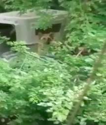 Dog tied up in New Jersey woods