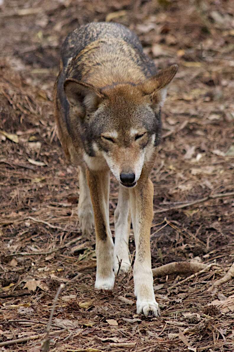 Red Wolves Will Likely Go Extinct Under New Wildlife Services Plan - The  Dodo