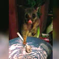 Wild possum stealing pasta