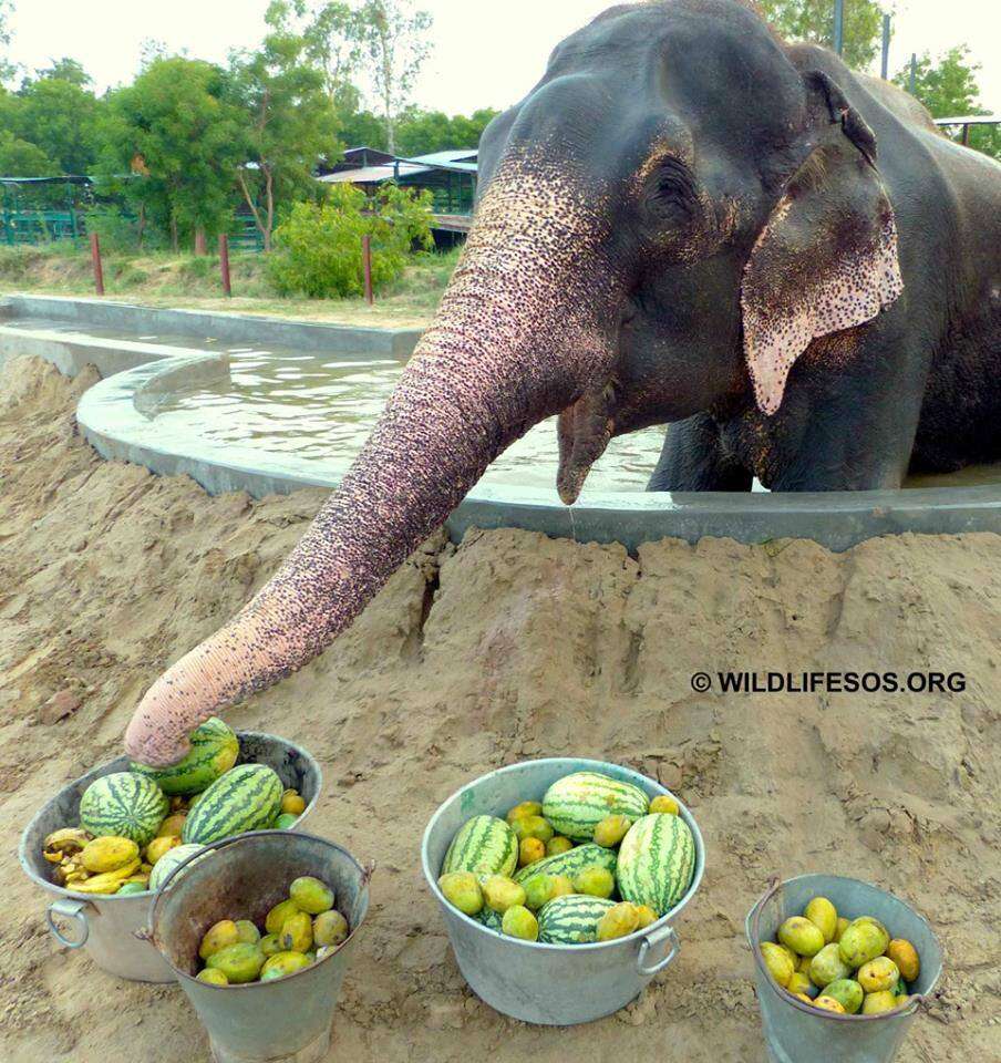 rescue elephant raju india