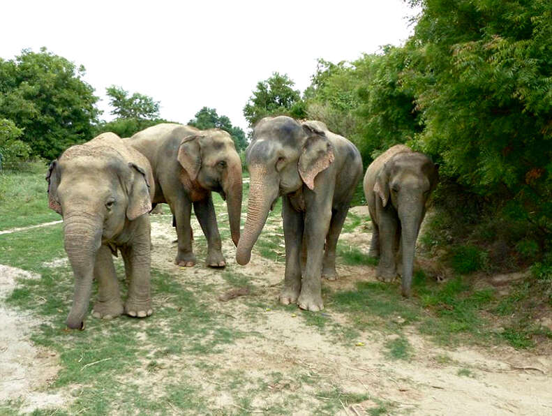 rescue elephant india