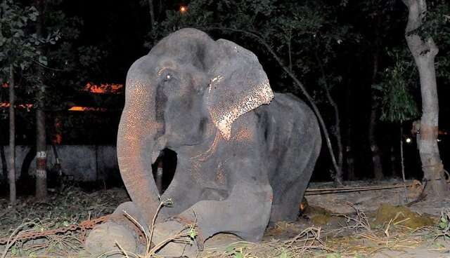 begging street elephant rescue india