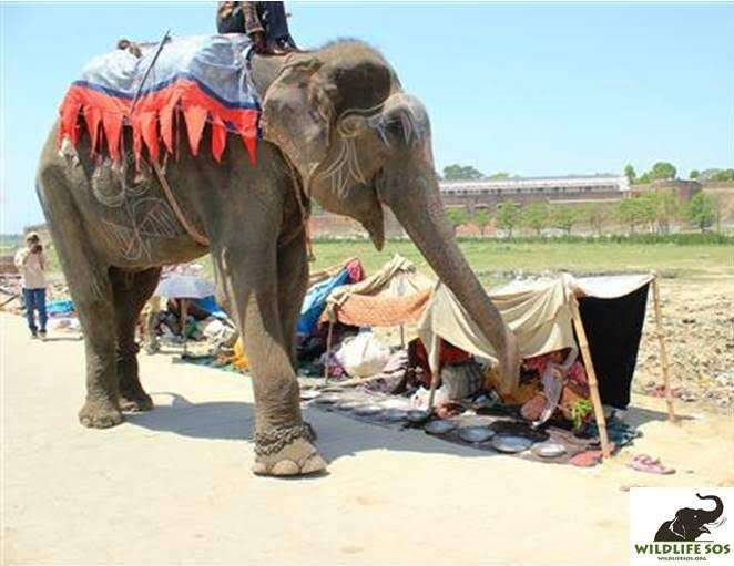 begging street elephant rescue raju