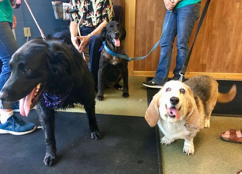 Donnie and Marie meet their new basset hound sister