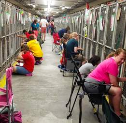 dog calming shelter rescue