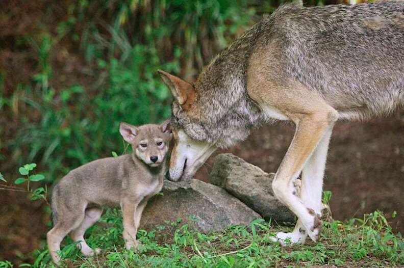 Red Wolves Will Likely Go Extinct Under New Wildlife Services Plan - The  Dodo