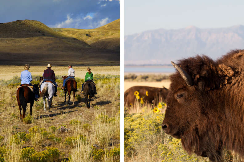 bison