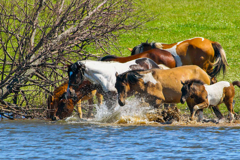 horse drinks 