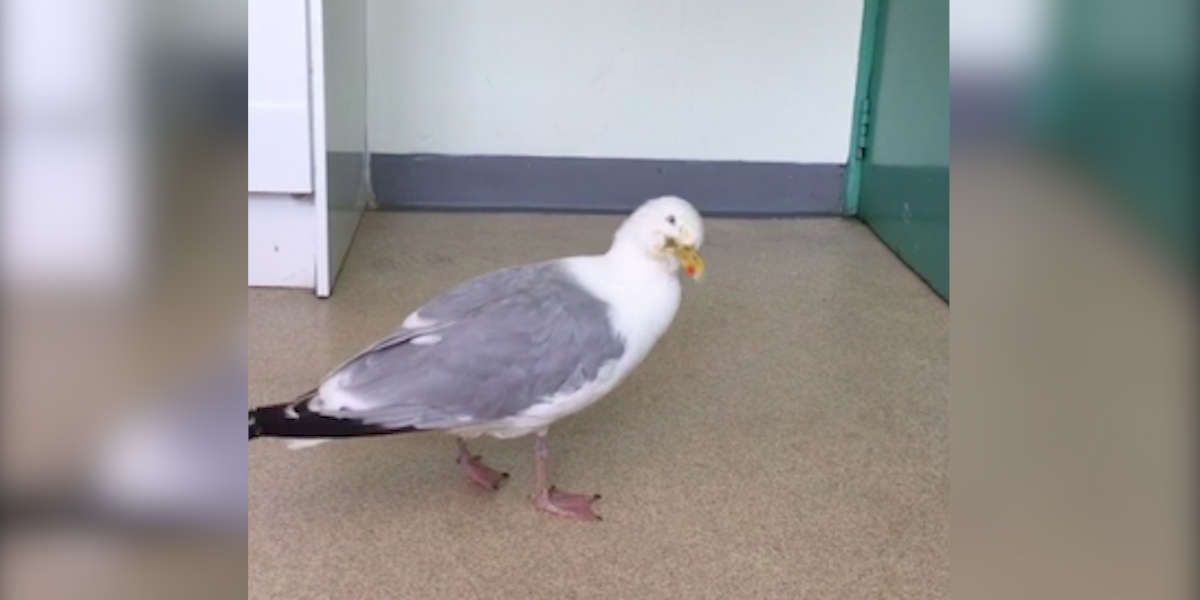 Drunk Seagulls Rescued By RSPCA After Showing Up On UK Beaches The Dodo
