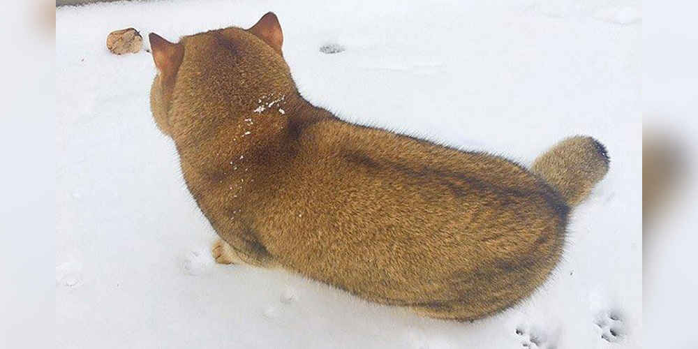 Viral Photo Of Fluffy Shiba Inu Dog Is Actually Of A Cat