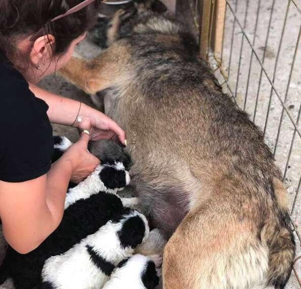 puppies abandoned in a shoebox 