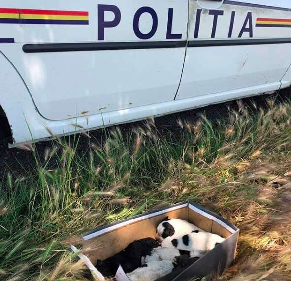 puppies found abandoned in a shoebox 