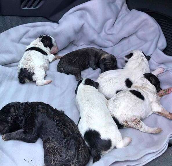 puppies abandoned in a shoebox 