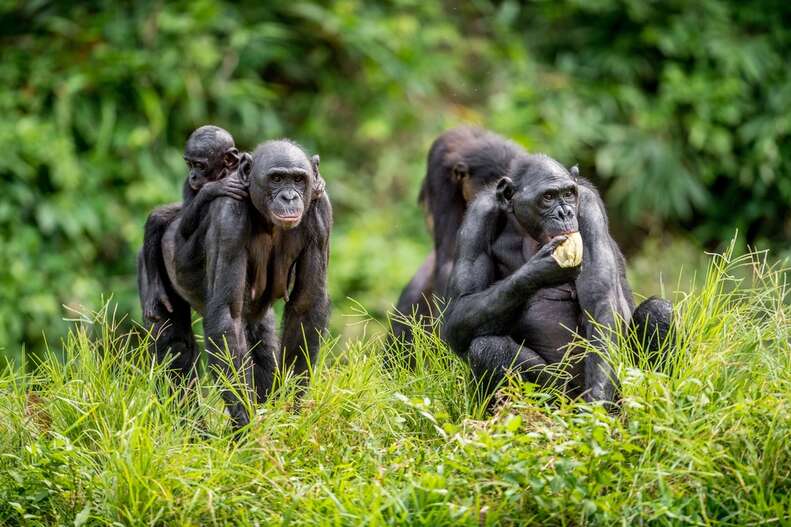 bonobo congo endangered