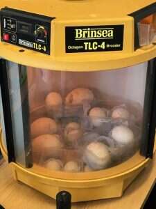 poached bird eggs london