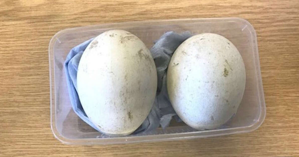 Man Discovered Smuggling 17 Rare Bird Eggs In London Airport - The Dodo