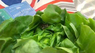 frog rescue lettuce