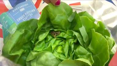 frog rescue lettuce
