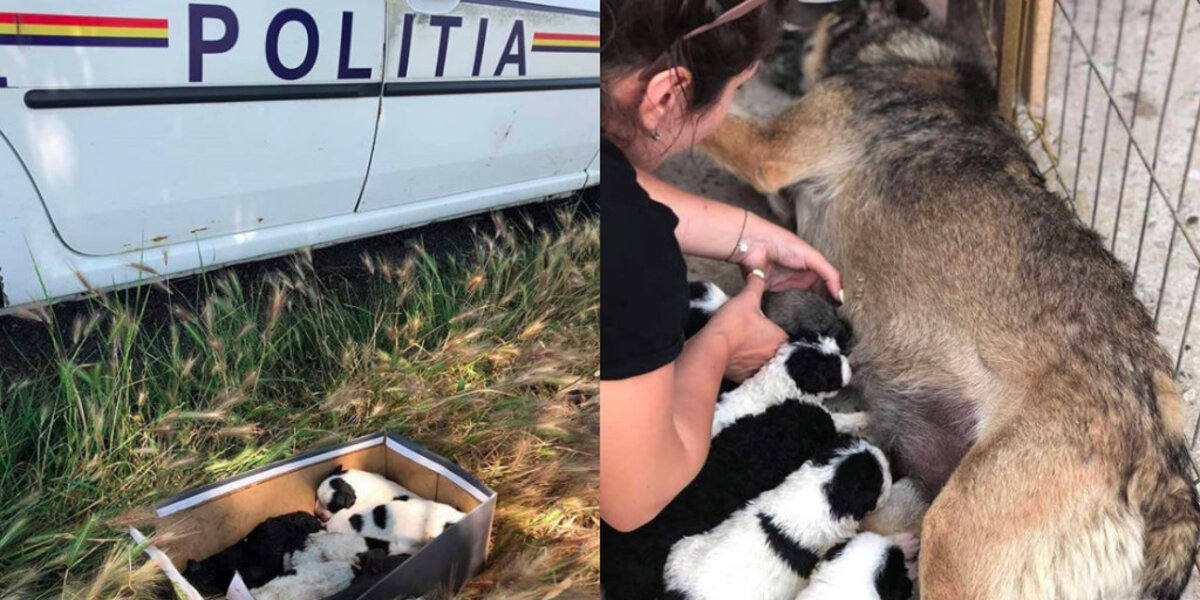 Mom Dog Who Lost Her Babies Was So Sad Until She Met These Lost Puppies